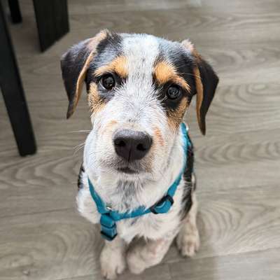 Hundetreffen-Trainingspartner gesucht-Bild