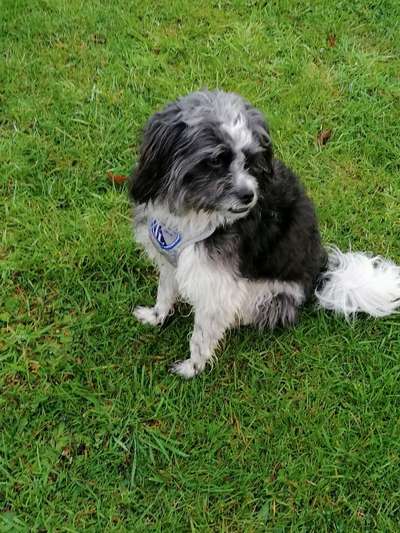 Mischlingshunde Foto Aufruf-Beitrag-Bild