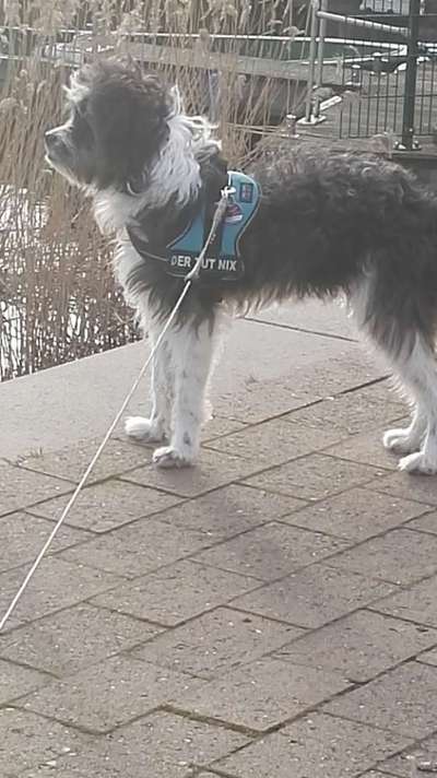 Mischlingshunde Foto Aufruf-Beitrag-Bild