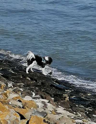 Dogorama-Monats-Challenge-Mai "Wasser"-Beitrag-Bild