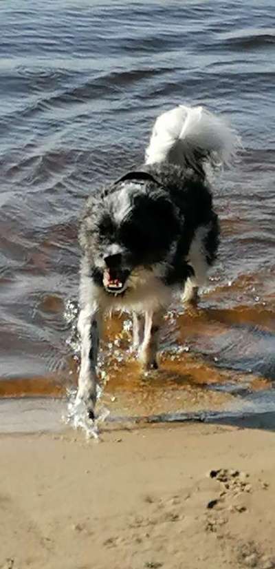 Mischlingshunde Foto Aufruf-Beitrag-Bild