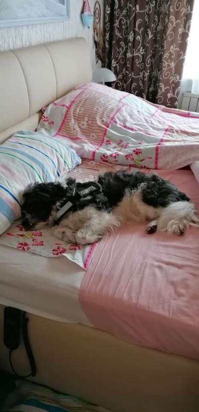 Darf der Hund bei Euch im Bett schlafen?-Beitrag-Bild