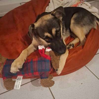 Hundetreffen-Kontaktfreudig-Bild