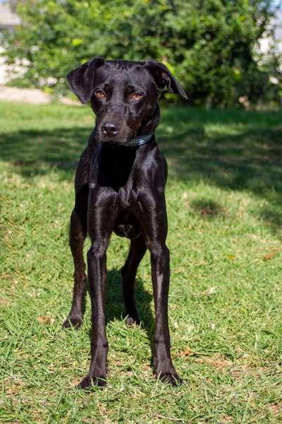 Tierschutzhunde suchen ein Zuhause-Beitrag-Bild