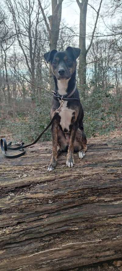 Hundetreffen-Spatzier und oder spielfreund für boby-Bild