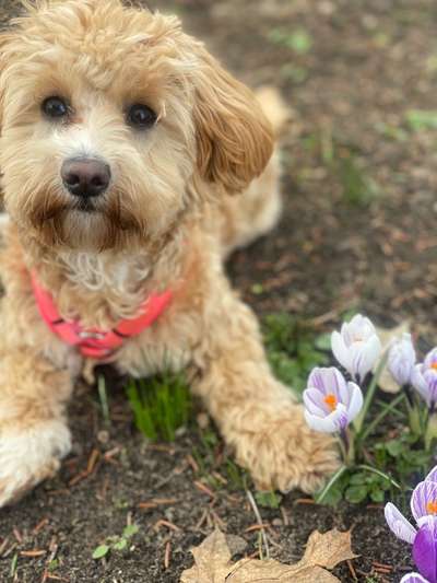Challenge 23 : "  Euer Hund beim Frühlingserwachen "-Beitrag-Bild