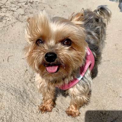 Yorkshire Terrier-Beitrag-Bild