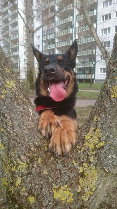 Lustige Bilder-Beitrag-Bild