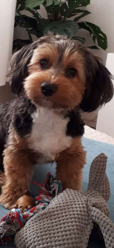 Havaneser-Beitrag-Bild