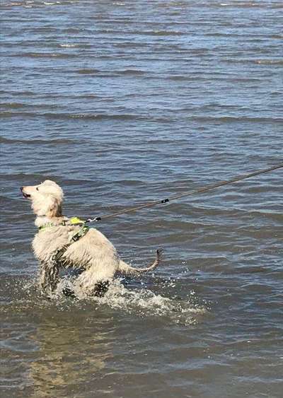 Dogorama-Monats-Challenge-Mai "Wasser"-Beitrag-Bild