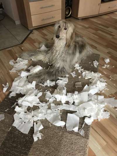 Zeig mir, dass du mit einem hund zusammenlebst....-Beitrag-Bild