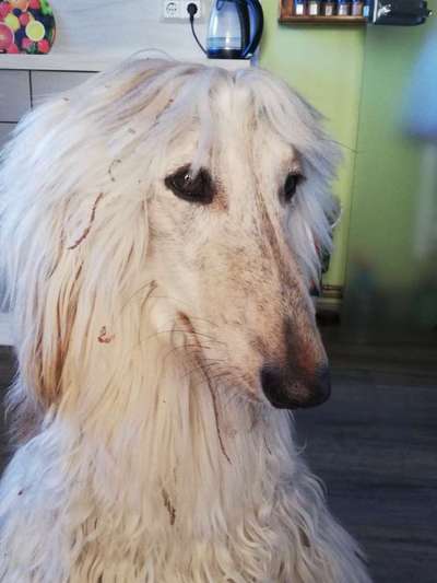 Rassen und ihre Eigenschaften-Beitrag-Bild