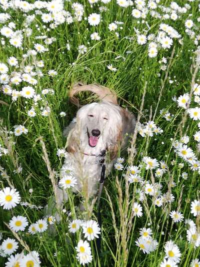 Die Dogorama Kalender Challenge Teil 3/4-Beitrag-Bild