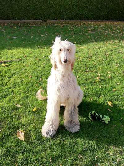 Gibt es noch mehr Afghanen Halter in diesem Forum?-Beitrag-Bild