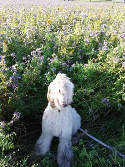 Die Dogorama Monats Challenge "Es grünt und blüht"-Beitrag-Bild