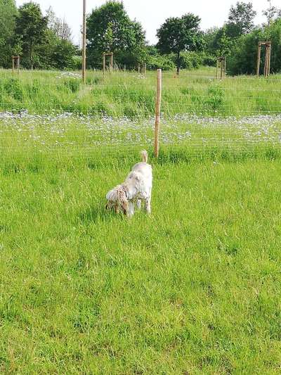 Hundetreffen-Spieletreffen-Bild