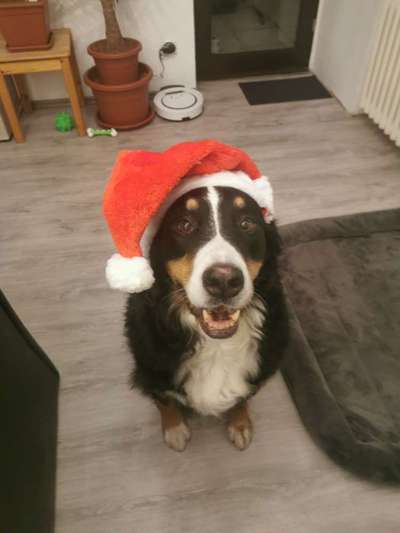 Challenge Nr. 8  Dein Hund im Weihnachtslook-Beitrag-Bild