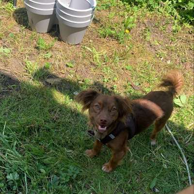 Hundetreffen-Leo sucht Gassi und Spielkameraden nach Absprache 😃-Bild