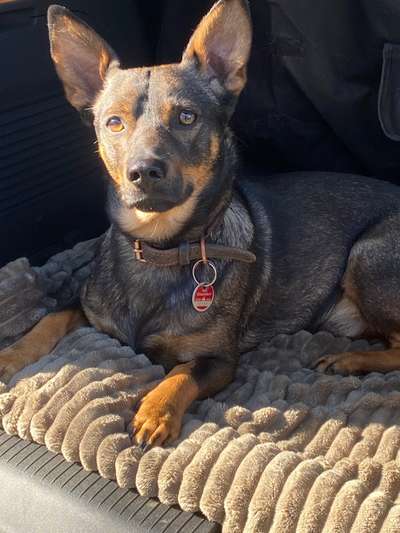 Mischlinge raten - Rätselspaß-Beitrag-Bild