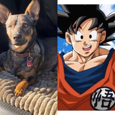 Wie heißt dein Hund?-Beitrag-Bild