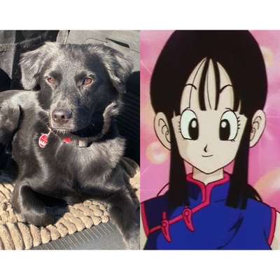 Wie heißt dein Hund?-Beitrag-Bild