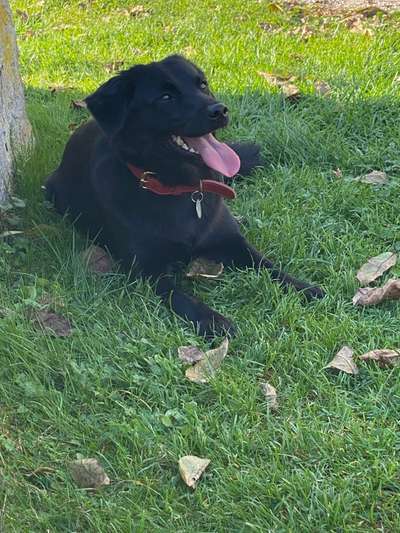 Labradorfans-Beitrag-Bild