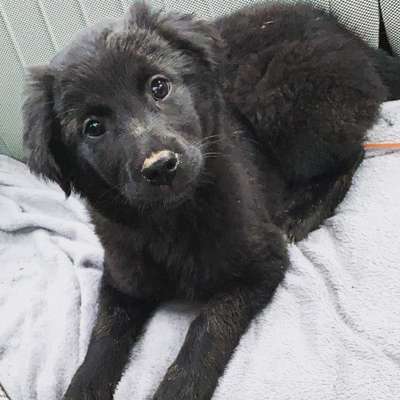 Welpen Bilder !-Beitrag-Bild