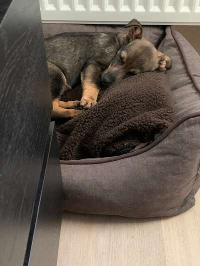 Welpen Bilder !-Beitrag-Bild