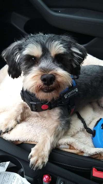 Zeigt her eure Pudel und Pudelmischlinge (:-Beitrag-Bild