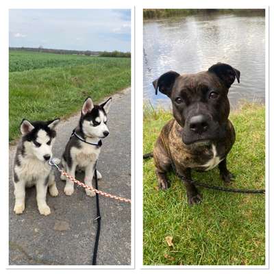 BIG LOVE :) mit 2 Hunden❣️-Beitrag-Bild