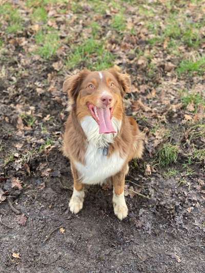 Hundetreffen-Spieltreffen-Bild