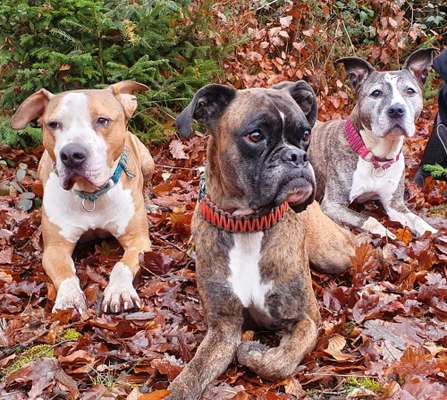 Deutsche Boxer-Beitrag-Bild