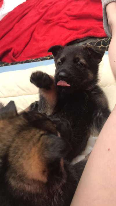 Welpen Bilder !-Beitrag-Bild