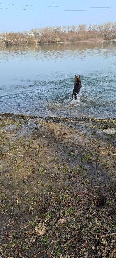 Dogorama-Monats-Challenge-Mai "Wasser"-Beitrag-Bild