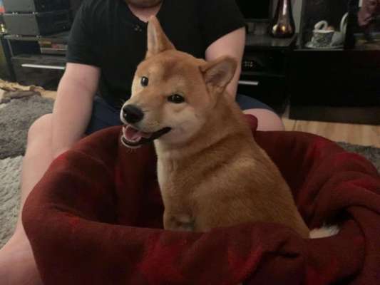 Dogorama Photo Challenge - Einmal lächeln bitte-Beitrag-Bild