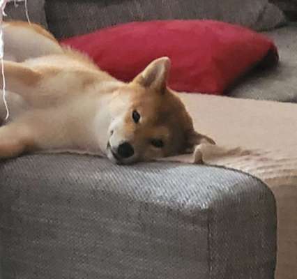 Dogorama Photo Challenge - Einmal lächeln bitte-Beitrag-Bild