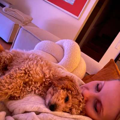 Hundetreffen-Spiel-und Gassifreunde gesucht