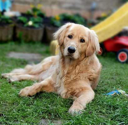 Wo sind die Golden Retriever Liebhaber?-Beitrag-Bild