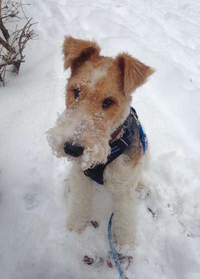 Die Dogorama Kalender Challenge Teil 2/4-Beitrag-Bild