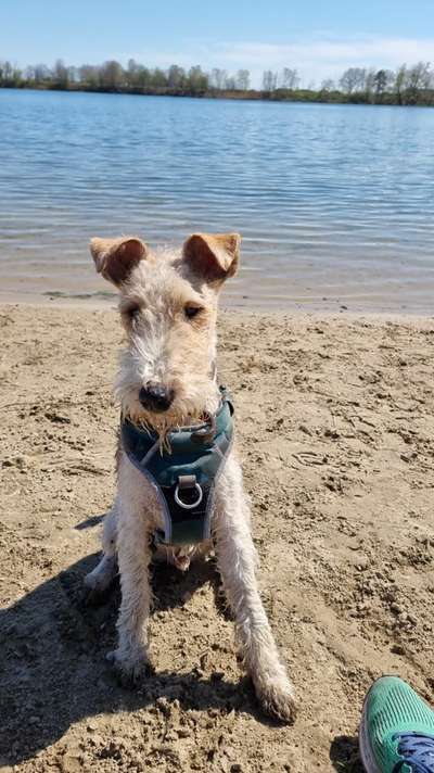 Foxterrier Gang-Beitrag-Bild