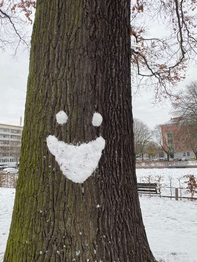 Bäume mit Gesicht-Beitrag-Bild