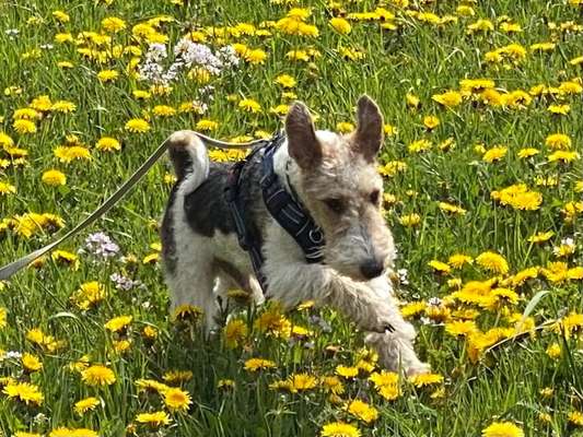 Die Dogorama Monats Challenge "Es grünt und blüht"-Beitrag-Bild