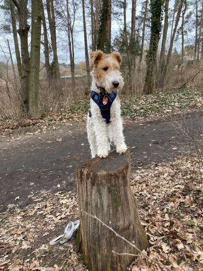 Seltene Rassen!-Beitrag-Bild