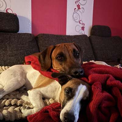 aktuelles Foto Gruppe Parson Russell Terrier