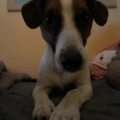 aktuelles Foto Gruppe Parson Russell Terrier