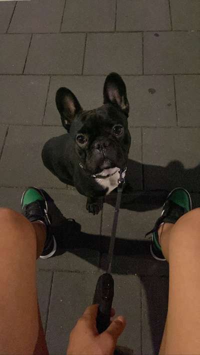 Französische Bulldoggen-Beitrag-Bild