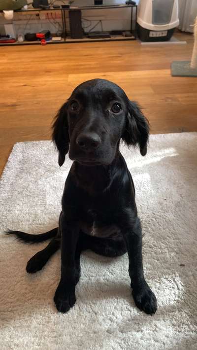 Hundetreffen-Welpen- Spieltreffen Bern Bümpliz-Bild