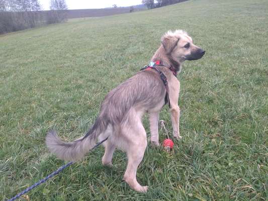 Kangal Fans ! ! ! !-Beitrag-Bild