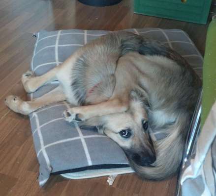 Dogorama Photo Challenge - Portrait-Beitrag-Bild