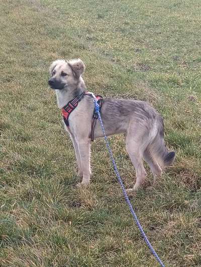 Fotosammlung: ,,Der natürliche Hund" Unbearbeitet, ungestellt und in Natura-Beitrag-Bild